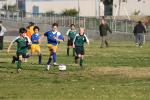 C-Elephants  0033_resize